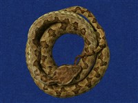 藏品(麗紋龜殼花)的圖片